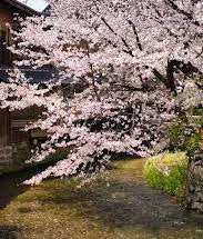 Kyoto Bloom Type